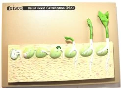 Seed Germination Model (Pea) On Base; 14 Inches
