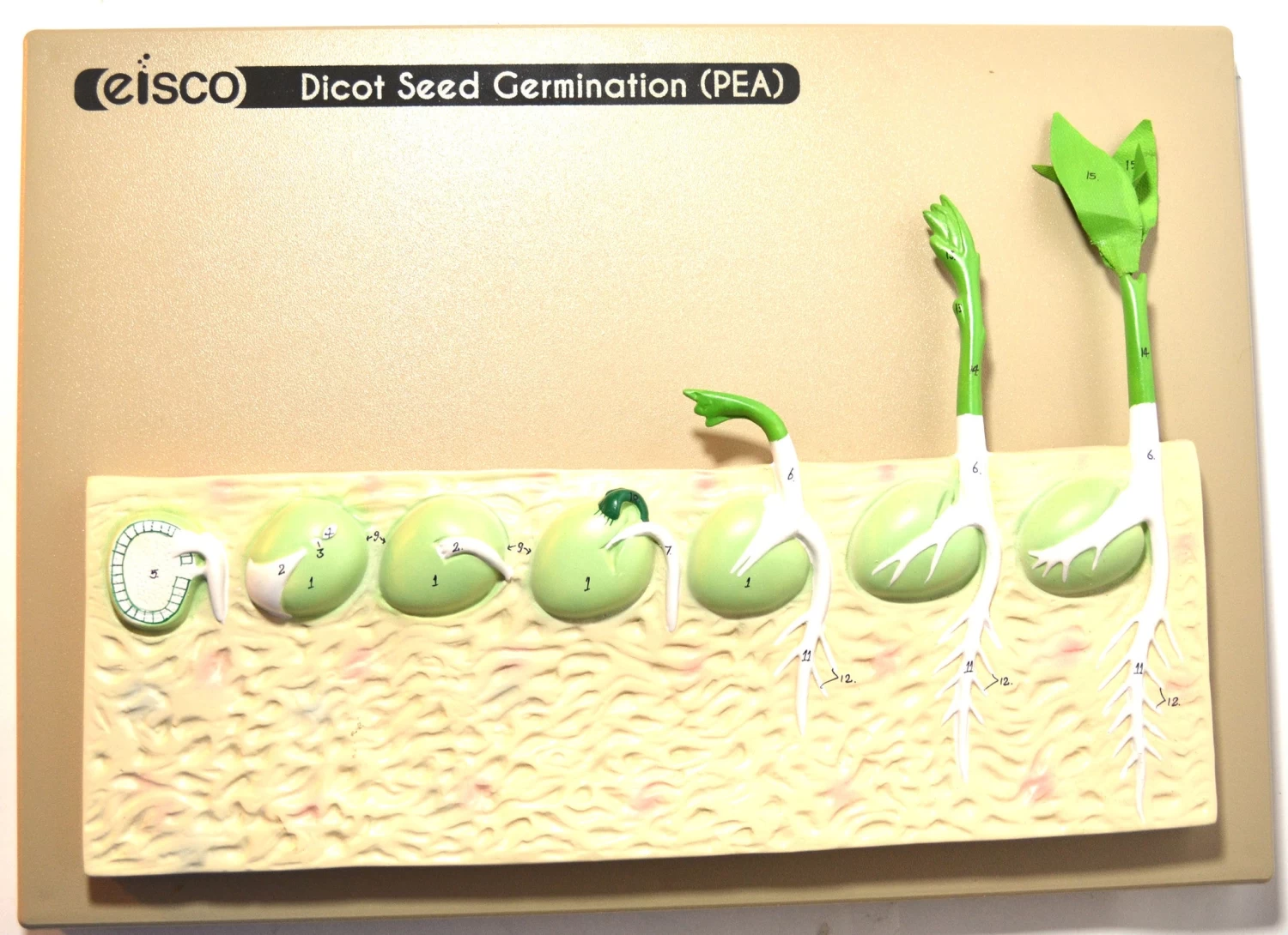 Seed Germination Model (Pea) On Base; 14 Inches 1 Seed Germination Model (Pea) On Base; 14 Inches