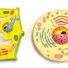 Model Plant And Animal Cell Comparison