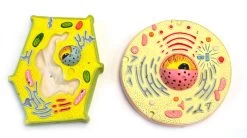 Model Plant And Animal Cell Comparison