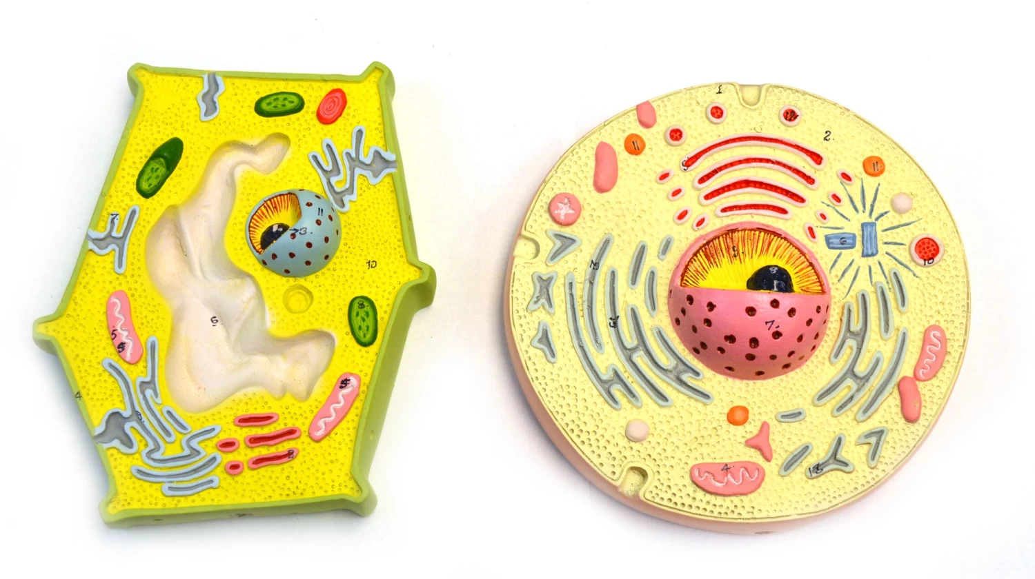 Model Plant And Animal Cell Comparison 1 Model Plant And Animal Cell Comparison
