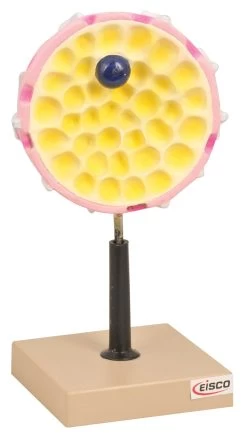 Nucleus Model, 11 Inch - Mounted - Enlarged