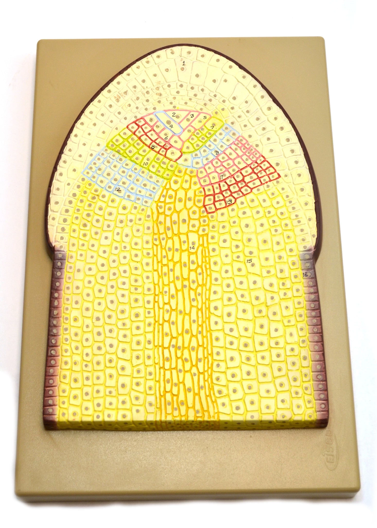 Root Tip Model On Base; 250 Times Enlarged; 12 Inches 1 Root Tip Model On Base; 250 Times Enlarged; 12 Inches