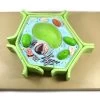 4 Part Plant Cell Model On Base; Chloroplast, Mitochondrion, And Nucleus Removable; 11.5" X 10" X 2"