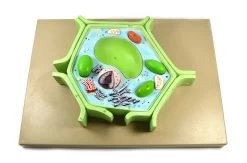 4 Part Plant Cell Model On Base; Chloroplast, Mitochondrion, And Nucleus Removable; 11.5" X 10" X 2"