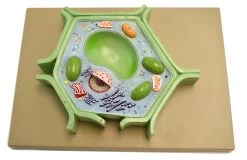 Plant Cell Model On Base; 11.5" X 10" X 2"