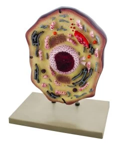 Animal Cell Model, 17 Inch - Mounted - Enlarged X20,000