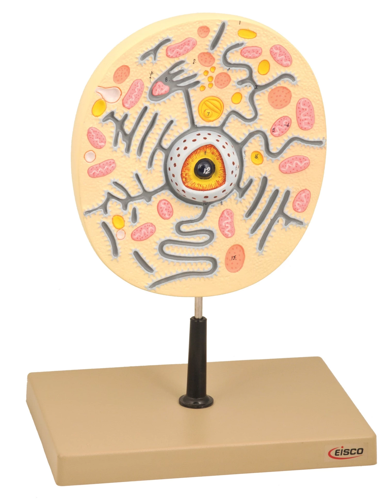 Animal Cell Model, 9 Inch - Mounted - Enlarged 1 Animal Cell Model, 9 Inch - Mounted - Enlarged