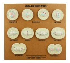 Animal Cell Mitosis Model, 21 Inch - Features 10 Phases
