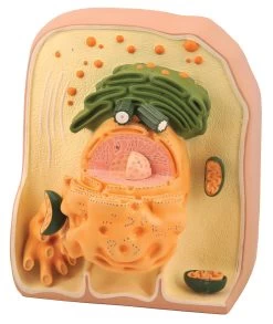 Animal Cell Model, 21 Inch - Ultra Structure - Mounted