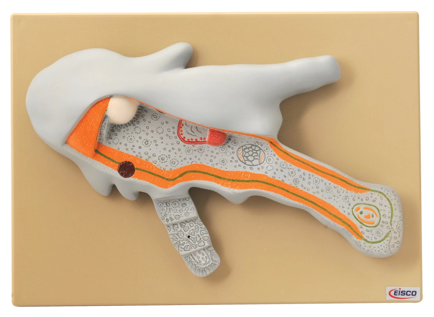 Amoeba Proteus Model, 9 Inch - 2 Parts - Mounted - Enlarged X1000 1 Amoeba Proteus Model, 9 Inch - 2 Parts - Mounted - Enlarged X1000