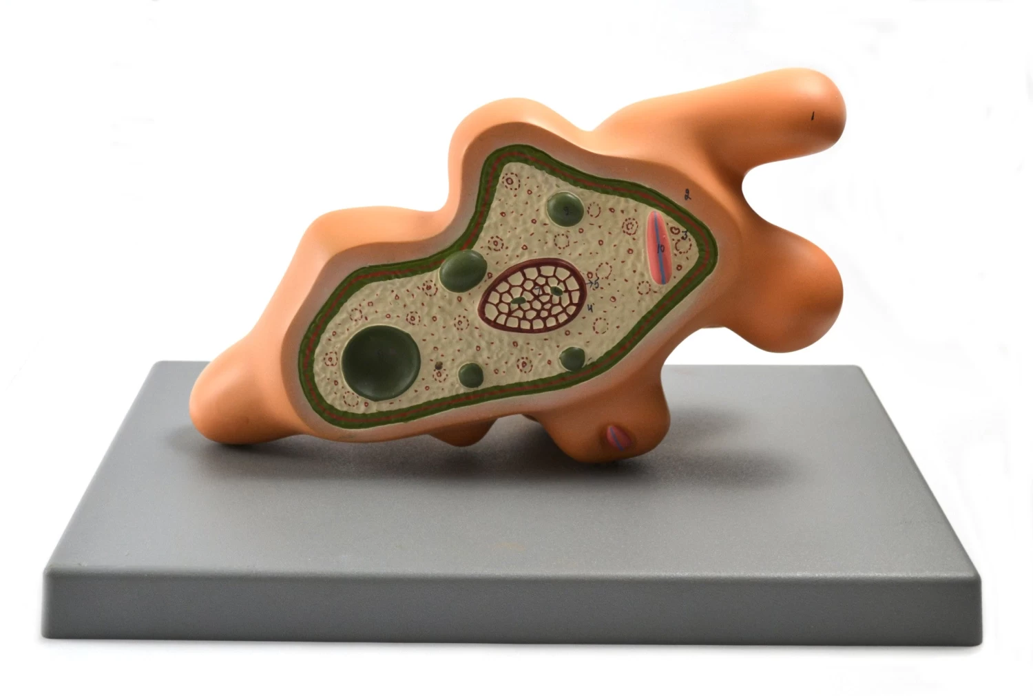 Amoeba Proteus Model, 13 Inch - Mounted - Enlarged 1 Amoeba Proteus Model, 13 Inch - Mounted - Enlarged