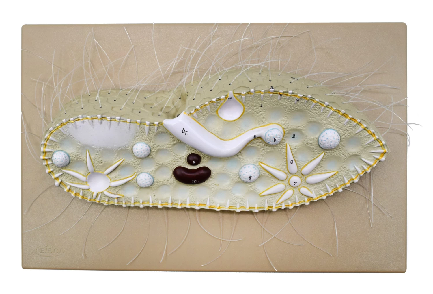 Paramecium Model, 15 Inch - Sectional View - Mounted 1 Paramecium Model, 15 Inch - Sectional View - Mounted