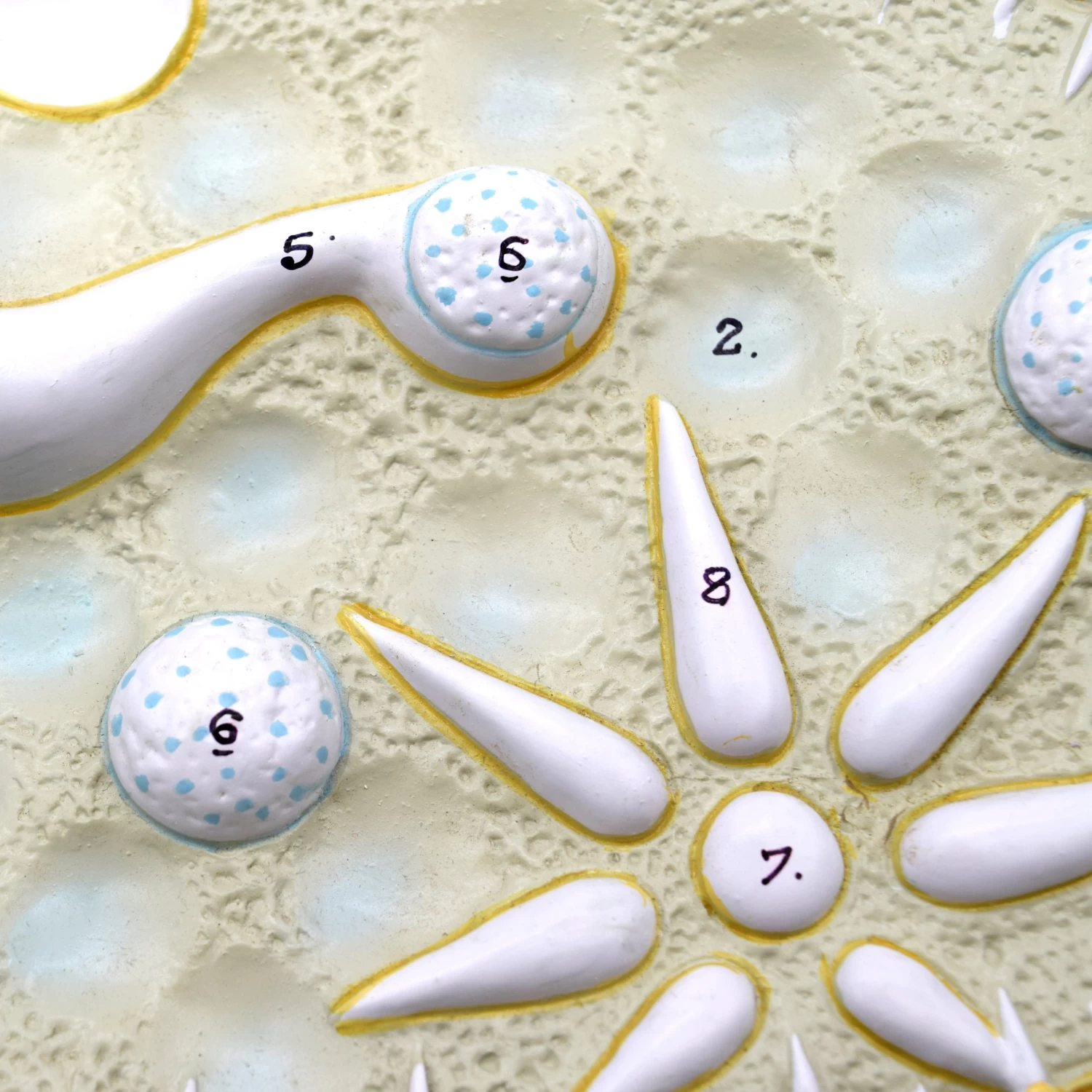 Paramecium Model, 15 Inch - Sectional View - Mounted 4 Paramecium Model, 15 Inch - Sectional View - Mounted - Image 4