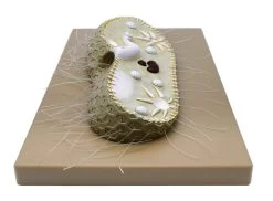 Paramecium Model, 15 Inch - Sectional View - Mounted 11 Paramecium Model, 15 Inch - Sectional View - Mounted -Laboratory Instrument Store ZM0016A 5