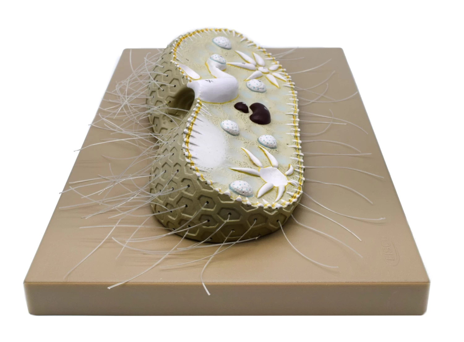 Paramecium Model, 15 Inch - Sectional View - Mounted 5 Paramecium Model, 15 Inch - Sectional View - Mounted - Image 5