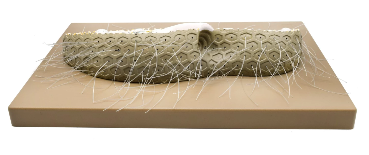 Paramecium Model, 15 Inch - Sectional View - Mounted 6 Paramecium Model, 15 Inch - Sectional View - Mounted - Image 6