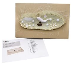 Paramecium Model, 15 Inch - Sectional View - Mounted 13 Paramecium Model, 15 Inch - Sectional View - Mounted -Laboratory Instrument Store ZM0016A 7
