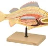 Perch Fish Model, 19.5 Inch - Mounted