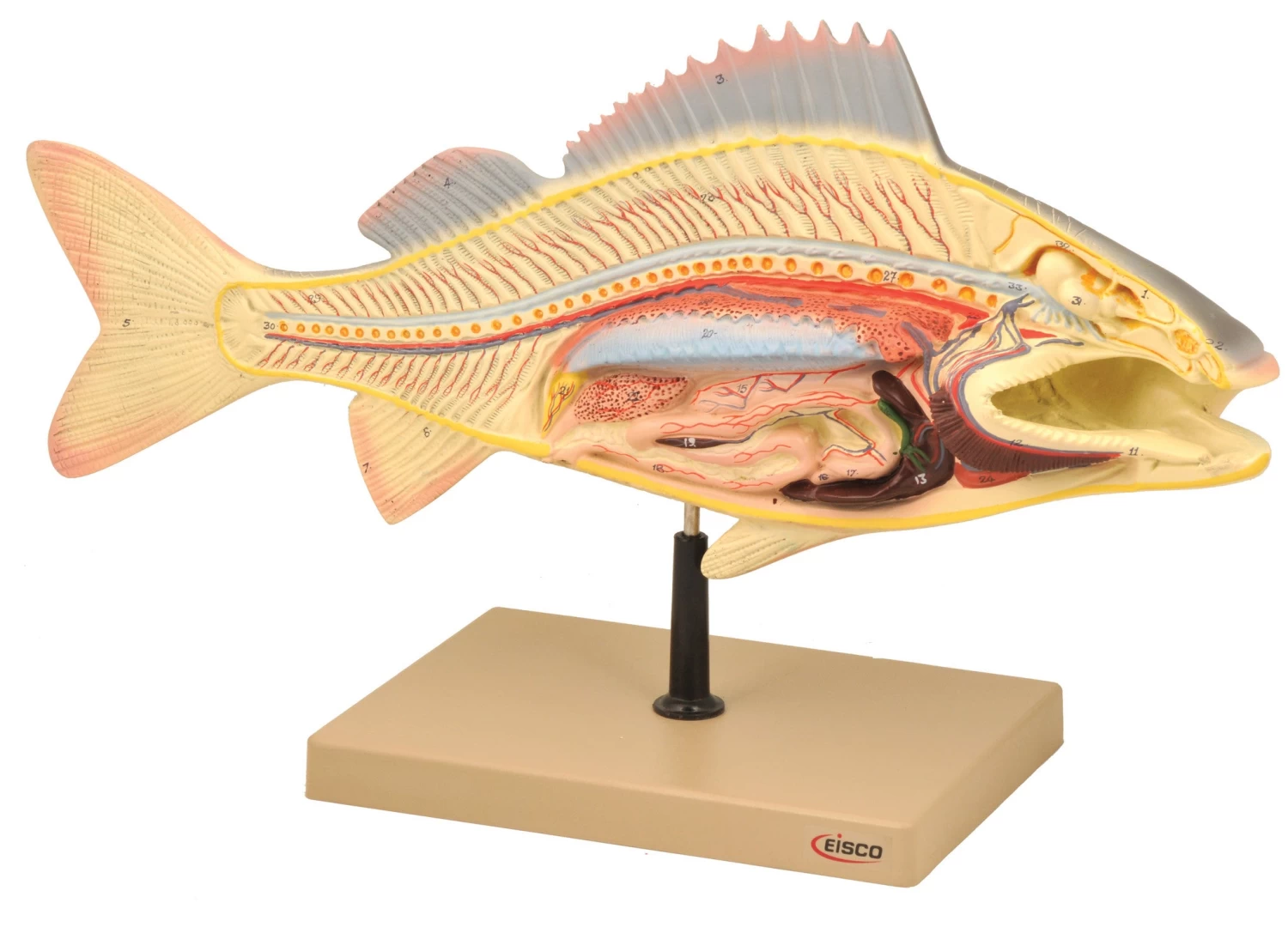 Perch Fish Model, 19.5 Inch - Mounted 1 Perch Fish Model, 19.5 Inch - Mounted