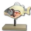 Fish Model, 14 Inch - Mounted