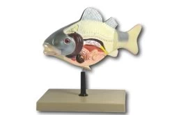 Fish Model, 14 Inch - Mounted