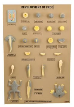 Biology Model, Frog Development - Features 20 Stages - Shows Development From Egg To Adult