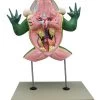 Jumbo 3D Frog Dissection Model W/ Keycard -