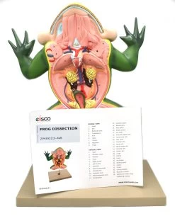 Jumbo 3D Frog Dissection Model W/ Keycard - -Laboratory Instrument Store ZM0023N8 5 d532395a 7e94 4fdb b732 b3ed978fed51