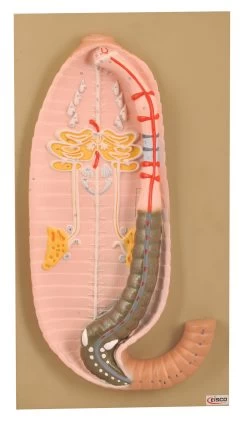 Earthworm Model, 19 Inch - Mounted - Enlarged