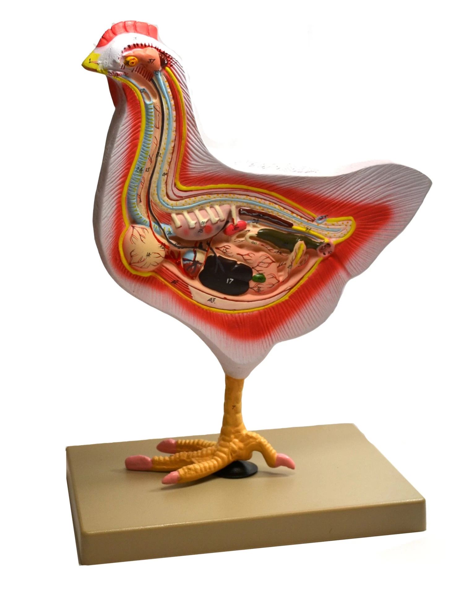 Rooster Model, 12 Inch - Mounted 1 Rooster Model, 12 Inch - Mounted