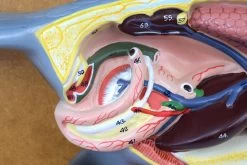 Pigeon Dissection Model, 18 Inch - Mounted -Laboratory Instrument Store ZM0027 3