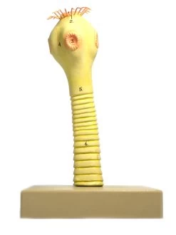 Pork Tapeworm Head Model, 9 Inch - Mounted