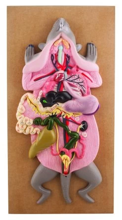 Female Rat Model, 22 Inch - Mounted