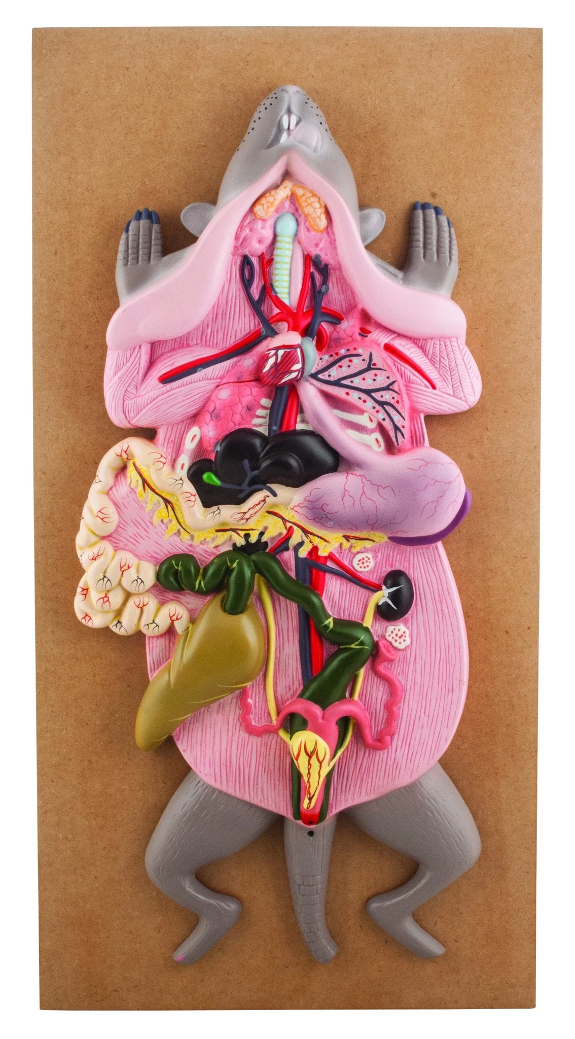 Female Rat Model, 22 Inch - Mounted 1 Female Rat Model, 22 Inch - Mounted