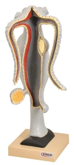 Hydra Model, 15 Inch - Mounted - Enlarged X25