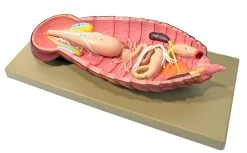 Cockroach Dissection Model, 19 Inch - Mounted