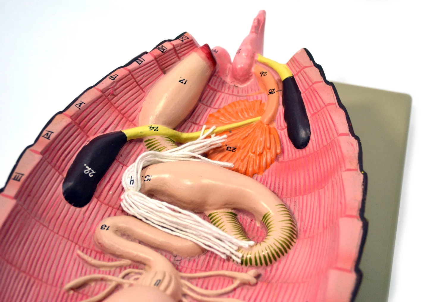 Cockroach Dissection Model, 19 Inch - Mounted 2 Cockroach Dissection Model, 19 Inch - Mounted - Image 2