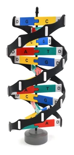 DNA Model Kit, 18 Inch - Mounted On Rotating Base