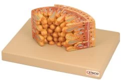 Fresh Water Pulp, 9 Inch - Mounted - Enlarged