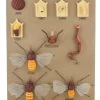 Honey Bee Life History Model, 24 Inch - Mounted