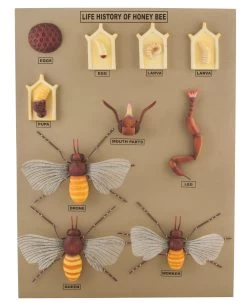Honey Bee Life History Model, 24 Inch - Mounted
