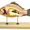 Boney Fish Model, 16 Inch - Mounted - Removable Air Bladder, Intestine & Stomach
