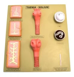 Tapeworm/Taenia-Solium Model, 20 Inch - Features 8 Stages