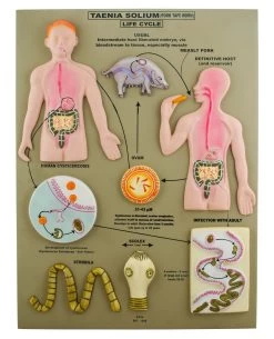 Pork Tapeworm (Taenia Solium) Life Cycle Model, 24 Inch