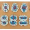 Animal Cell Meiosis Model, 28 Inch - Features 10 Phases