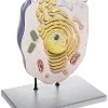 Animal Cell Model, 21 Inch - Mounted