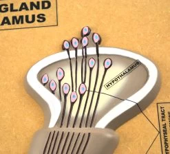 Pituitary Gland (hypothalamus) Model -Laboratory Instrument Store baykrjrgycnqfhk6pxod
