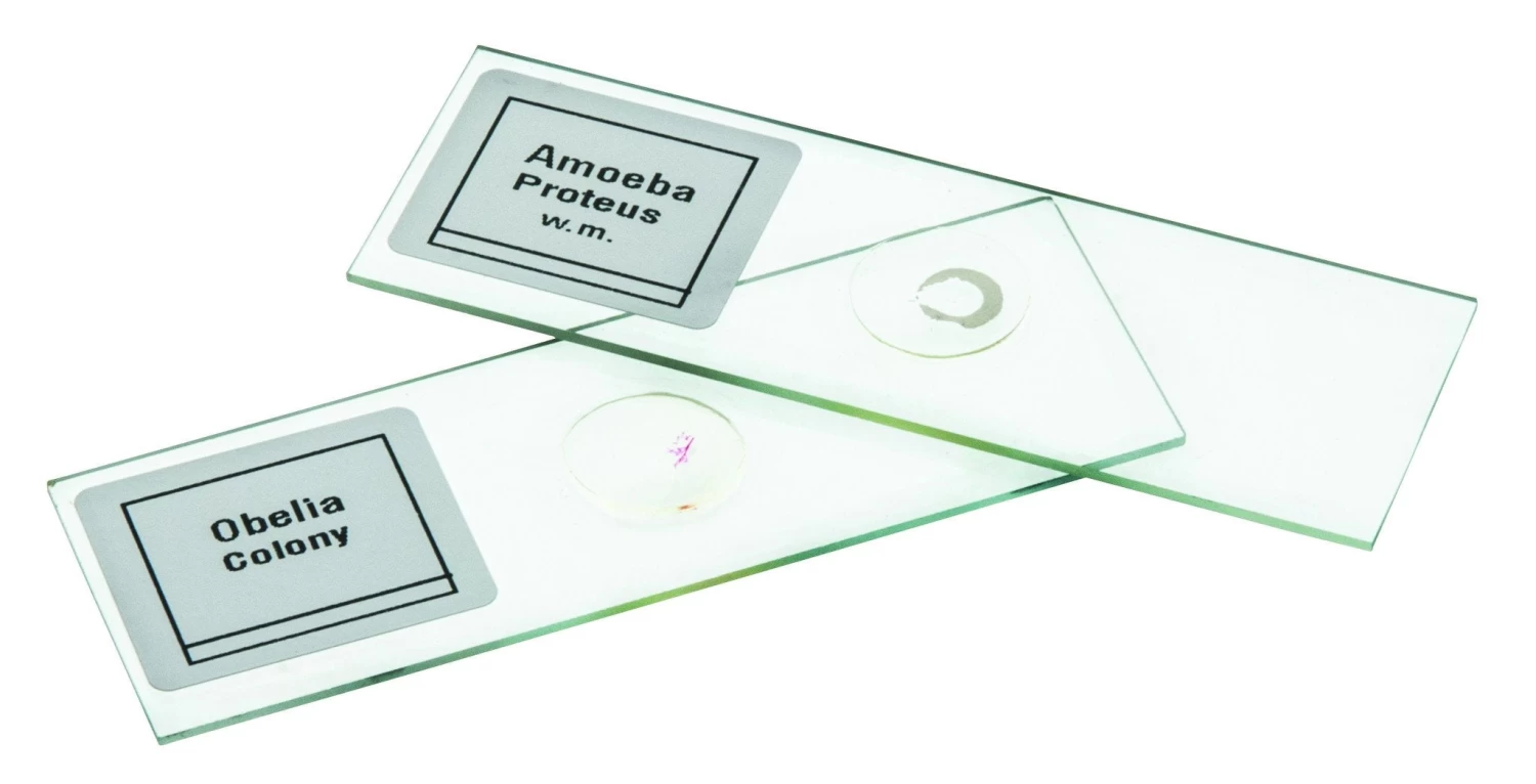 Microscope Slide Set Introductory Set No. III, Set Of 25 2 Microscope Slide Set Introductory Set No. III, Set Of 25 - Image 2
