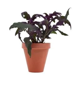 PotBuddy Magnetic Plant Pots, 4pcs - For Fridge, Whiteboard, Window - Terracotta Color - Includes Adhesive Mounting Discs 8 PotBuddy Magnetic Plant Pots, 4pcs - For Fridge, Whiteboard, Window - Terracotta Color - Includes Adhesive Mounting Discs -Laboratory Instrument Store blnsijdtaejxx8glefrl